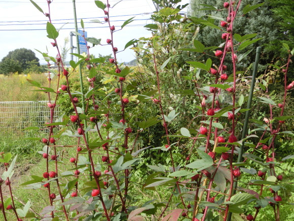 a0139007_22090759.jpg