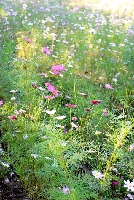 c0157412_10425329.jpg