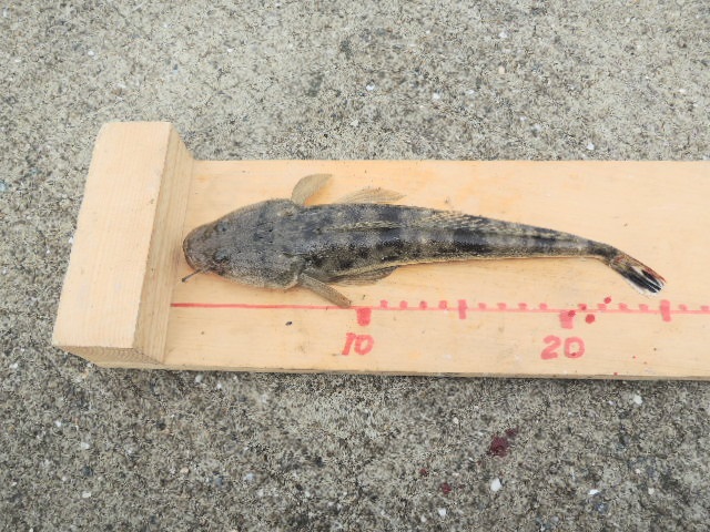 e0158517_20402627.jpg