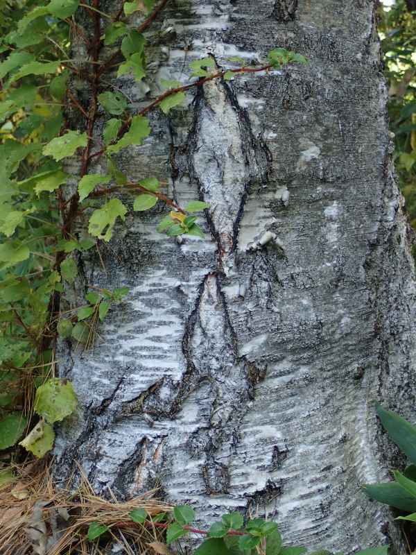 c0183777_14514399.jpg