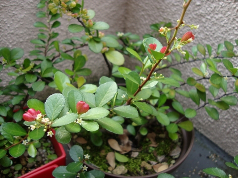 c0322794_1874599.jpg