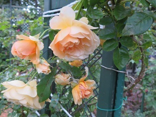 f0325309_13370055.jpg