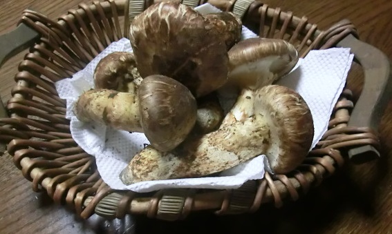 e0082045_13505083.jpg