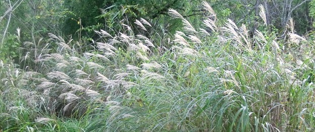 e0082045_141264.jpg