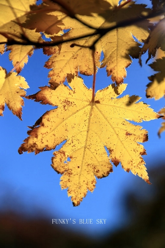 c0145250_08462353.jpg
