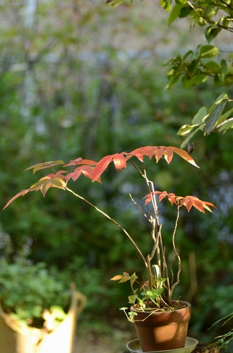 c0186463_1232227.jpg