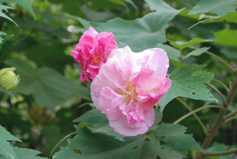 e0025300_17311410.jpg