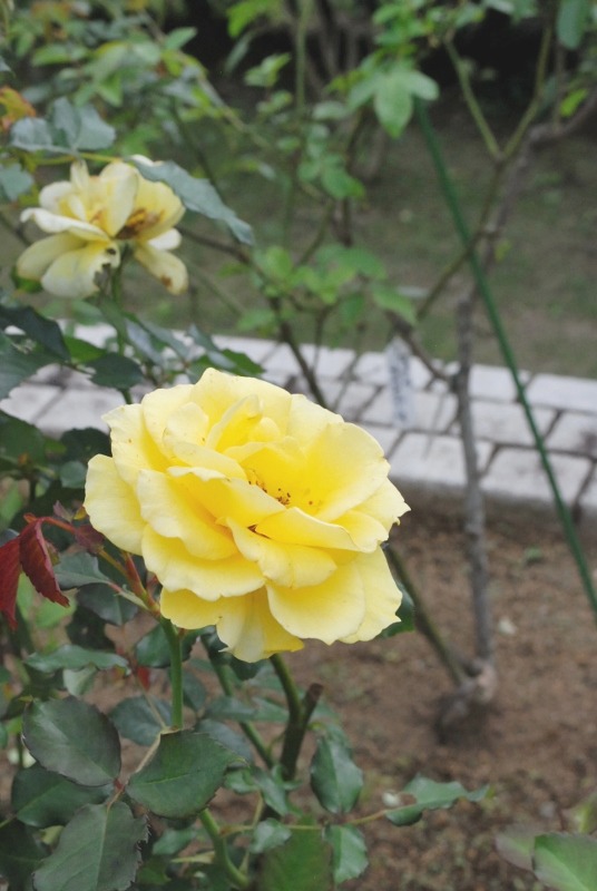 e0025300_1736795.jpg