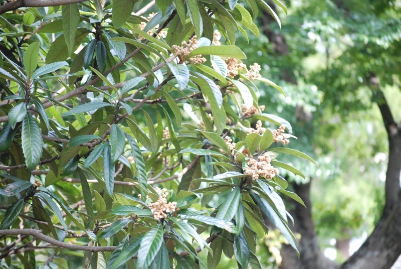 e0025300_17434975.jpg
