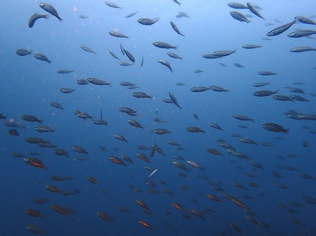 d0175710_2347122.jpg