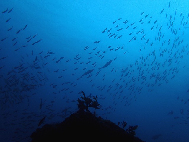 d0175710_23472799.jpg