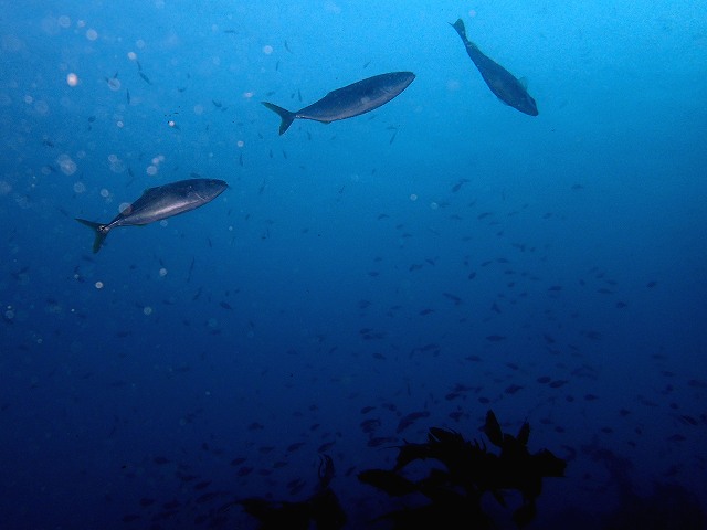 d0175710_23473754.jpg