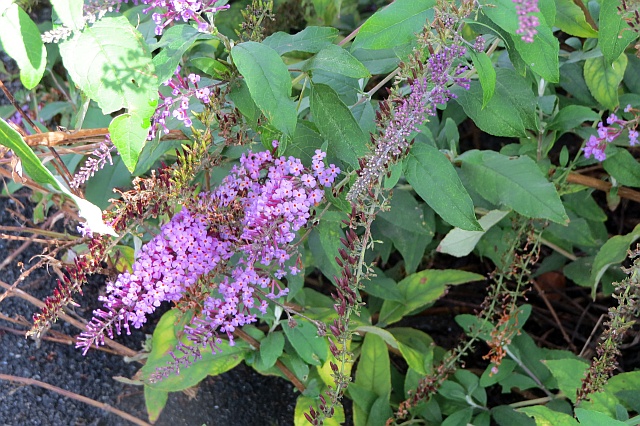 f0378979_19102415.jpg