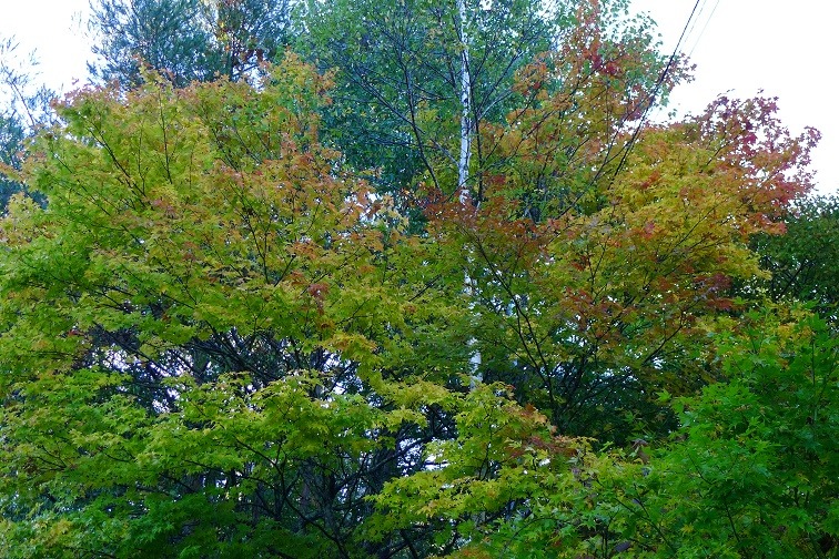 a0130586_8573188.jpg
