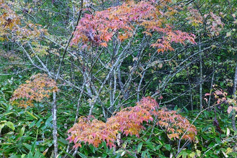a0130586_935643.jpg