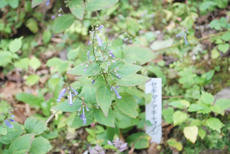e0025300_1348890.jpg