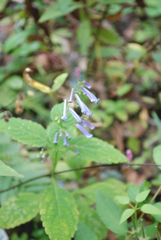 e0025300_13561152.jpg