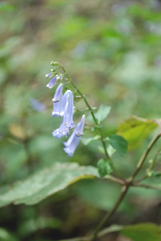 e0025300_141577.jpg