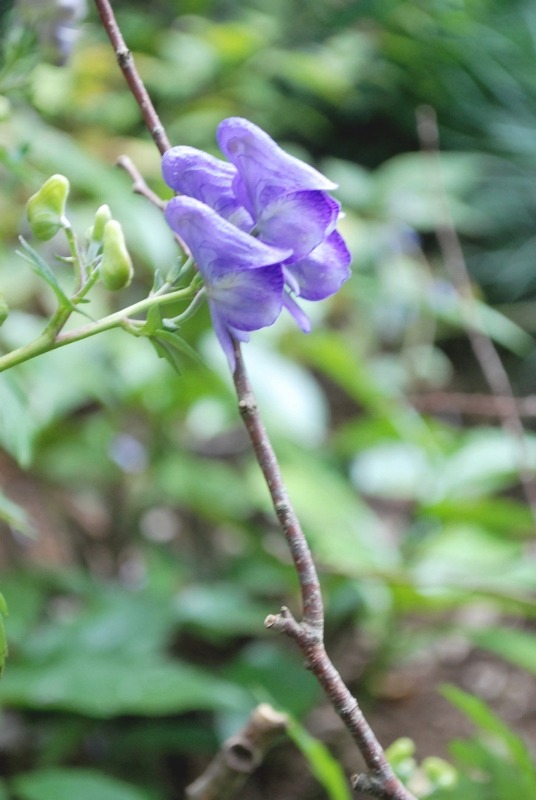 e0025300_14254897.jpg