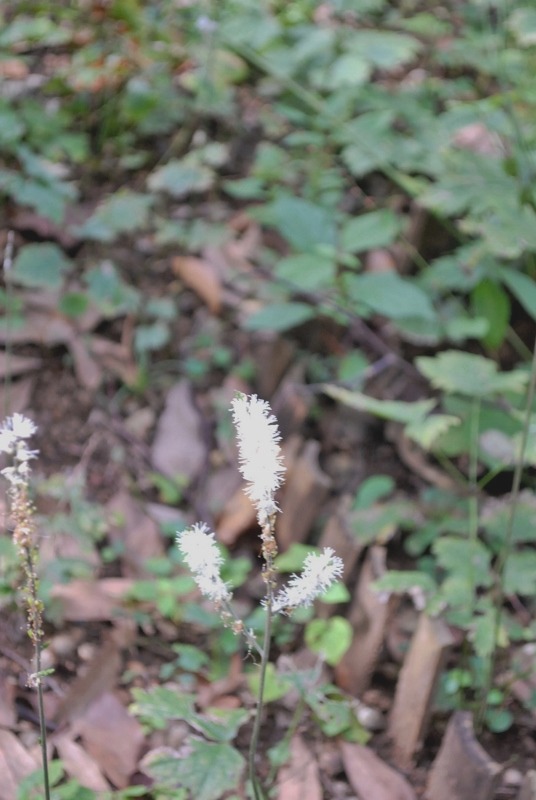 e0025300_1482979.jpg