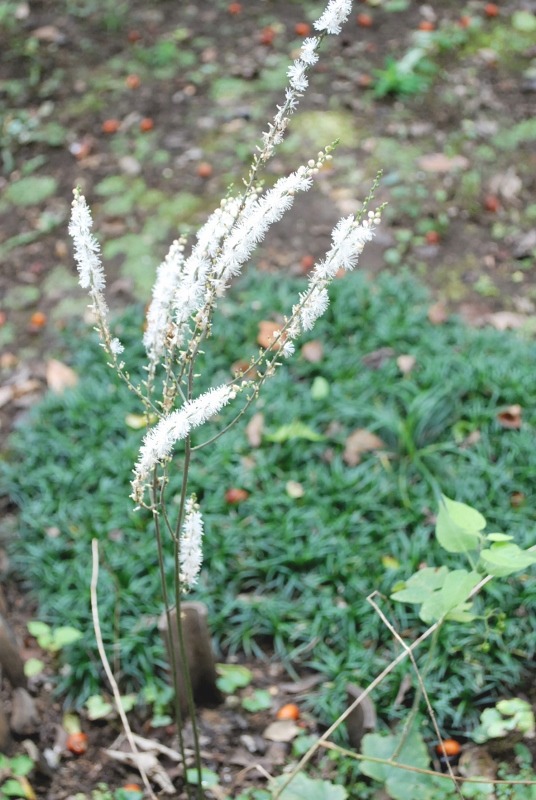 e0025300_149097.jpg
