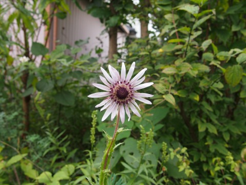 c0117007_2047215.jpg