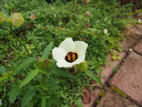 c0117007_20472742.jpg