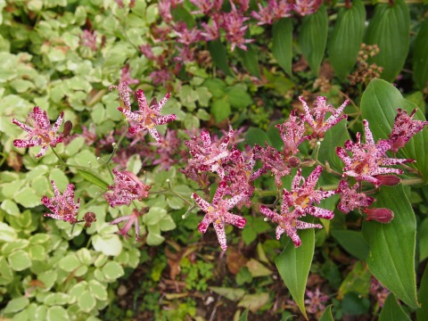 c0117007_20564796.jpg