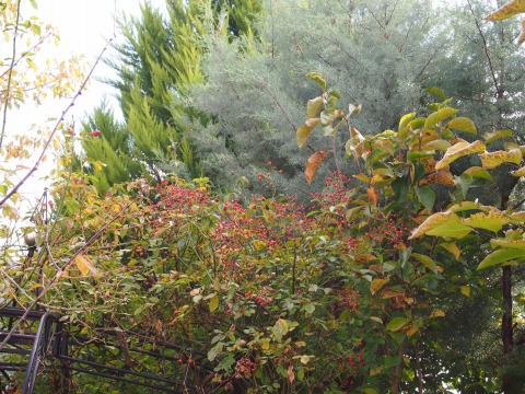 c0117007_20575161.jpg