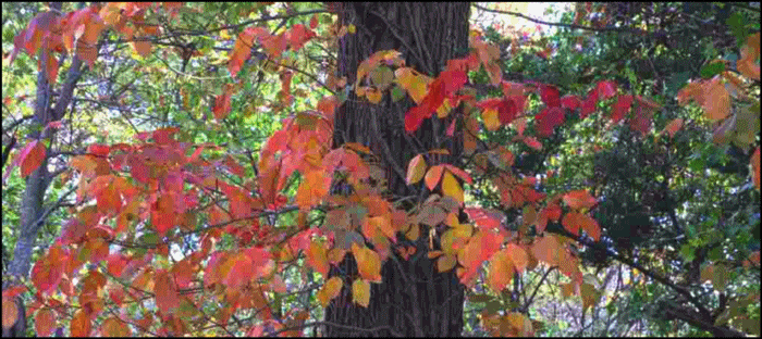 d0131847_12221301.gif
