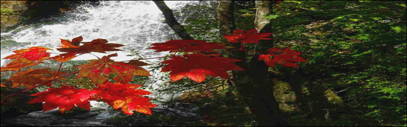 d0131847_13355077.gif