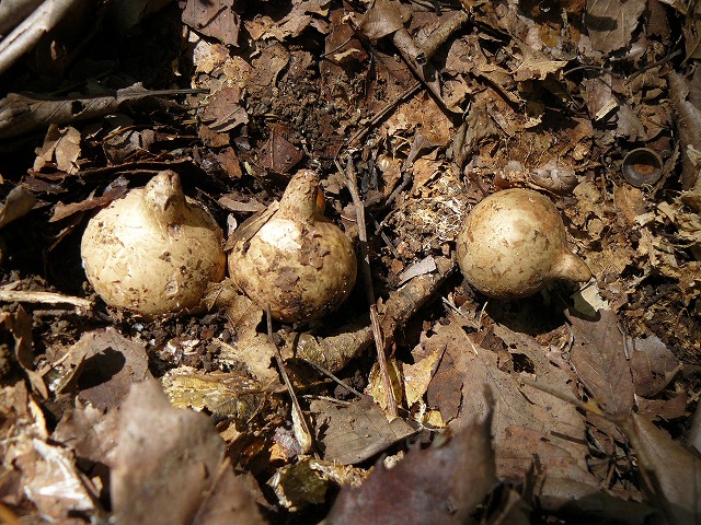 d0019074_8395524.jpg