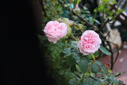 f0325309_18113075.jpg