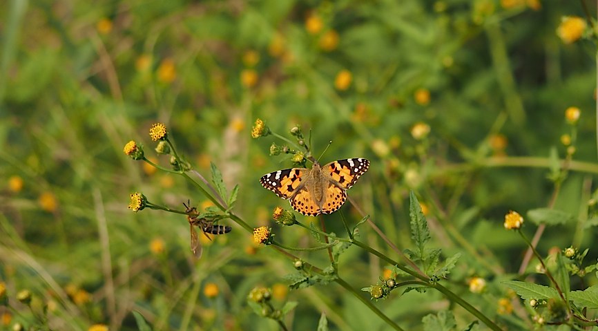 d0303129_13265797.jpg