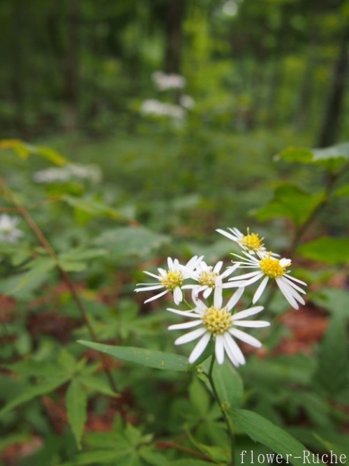 c0103830_15291687.jpg