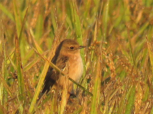 f0214649_3302467.jpg