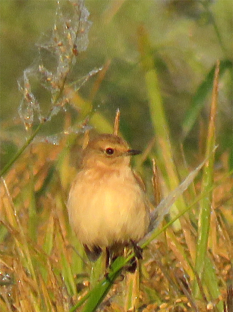 f0214649_3311535.jpg