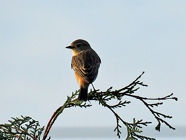 f0214649_3355927.jpg
