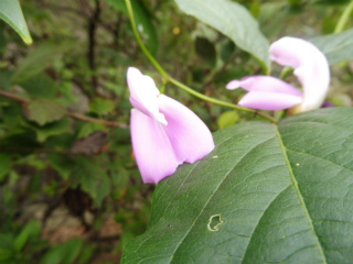 e0046477_22243837.jpg
