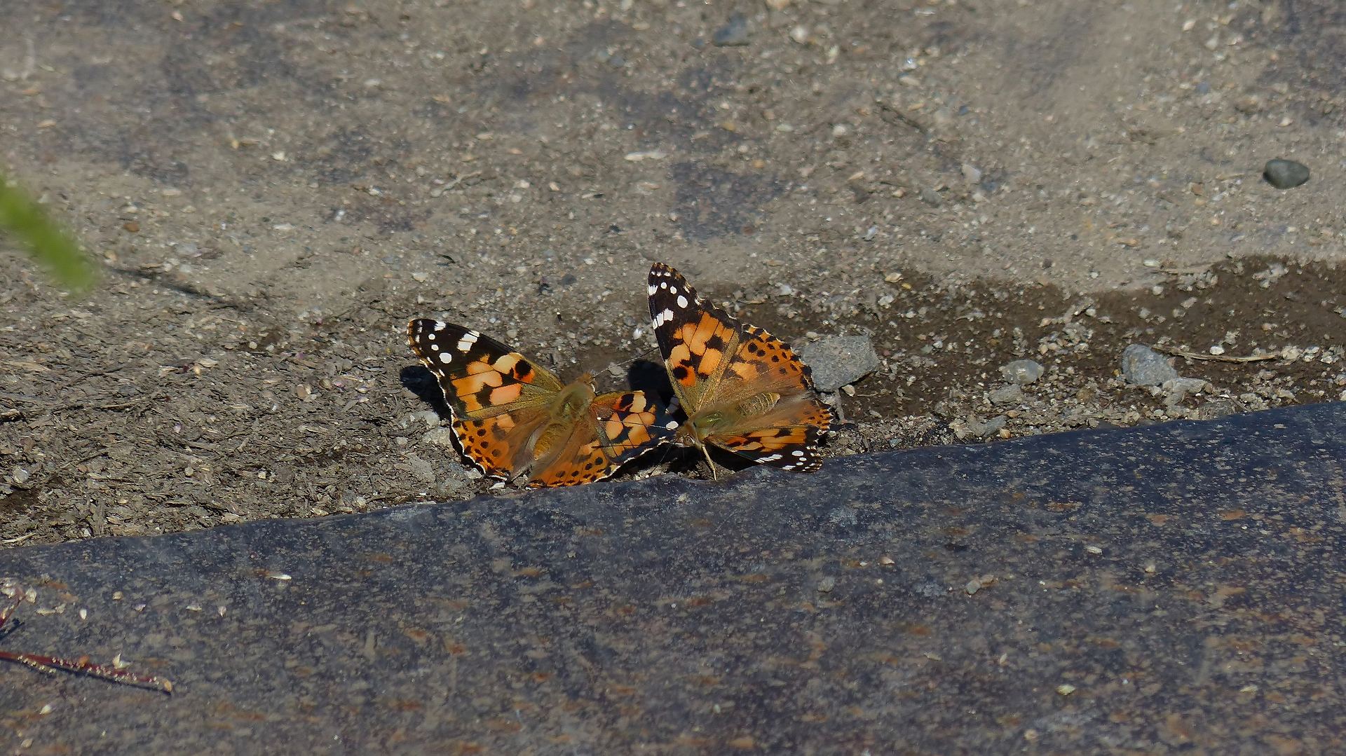 a0185081_12494577.jpg