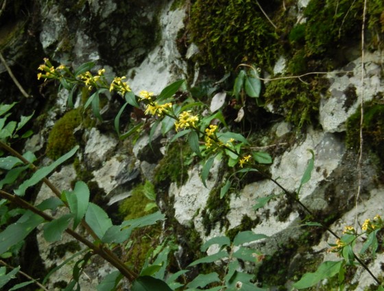 c0144185_9233912.jpg