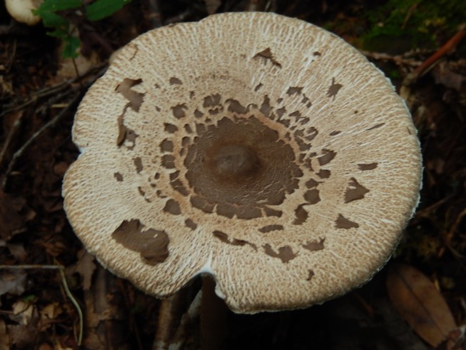 c0144185_9555112.jpg