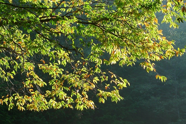 a0130586_1032132.jpg
