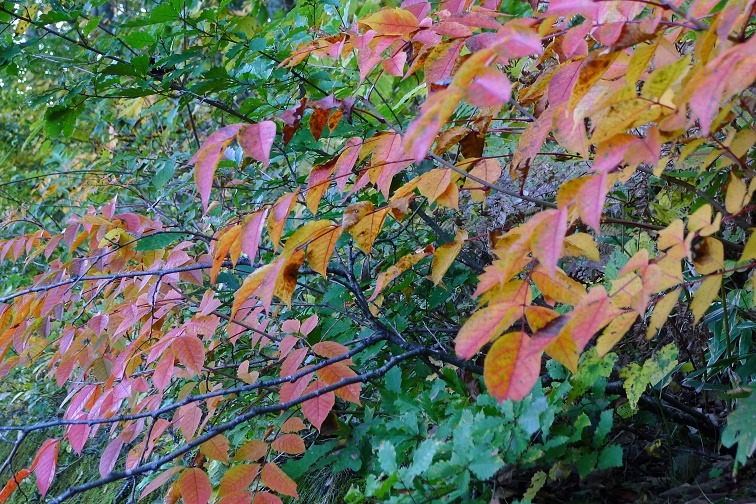 a0130586_105115.jpg