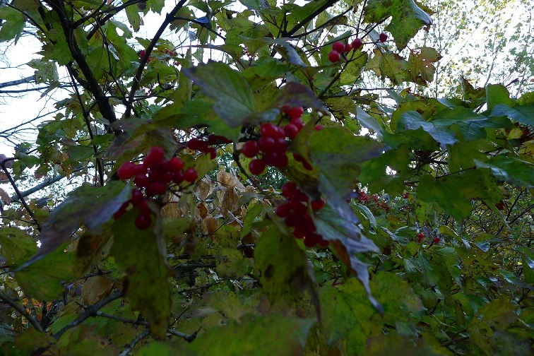 a0130586_1061097.jpg