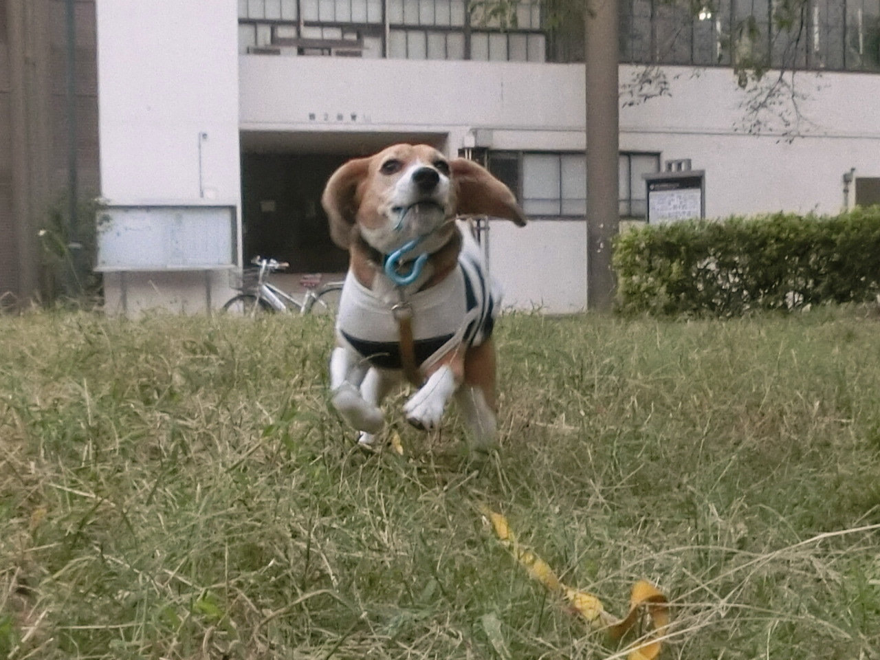 a0319693_8235577.jpg