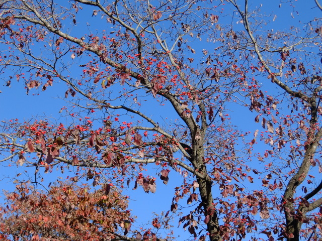 f0100593_20401675.jpg
