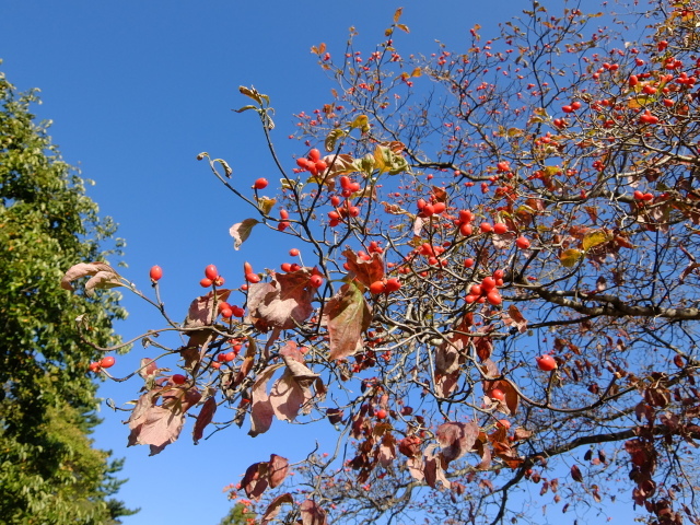 f0100593_20403059.jpg
