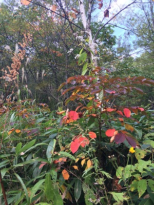 e0209900_21495100.jpg