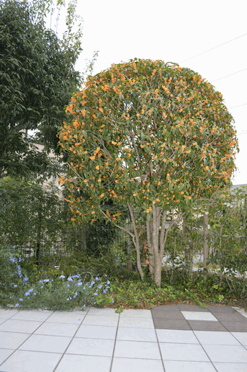 c0136736_09092325.gif